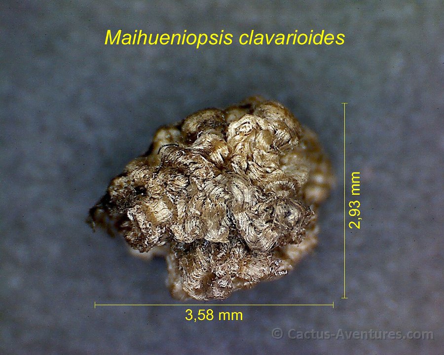 Maihueniopsis ex Puna clavarioides 4AB